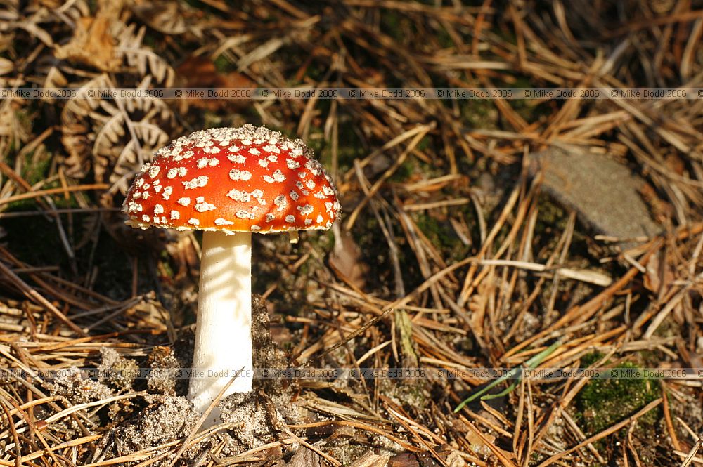 Amanita muscaria Fly Agaric
