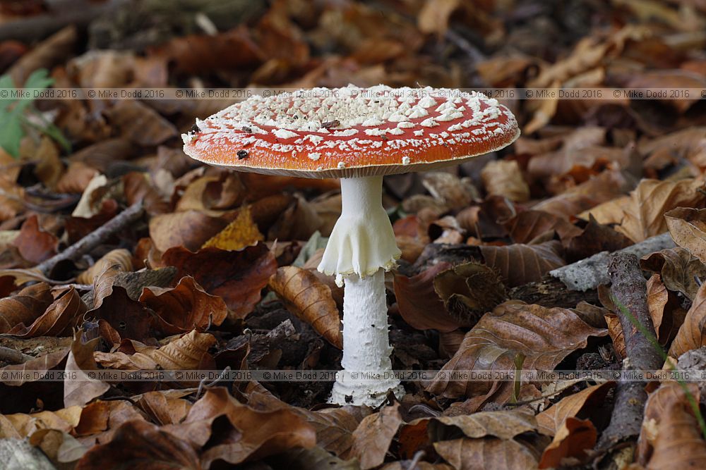 Amanita muscaria Fly agaric