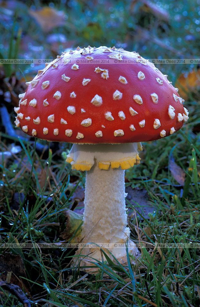 Amanita muscaria  Fly agaric