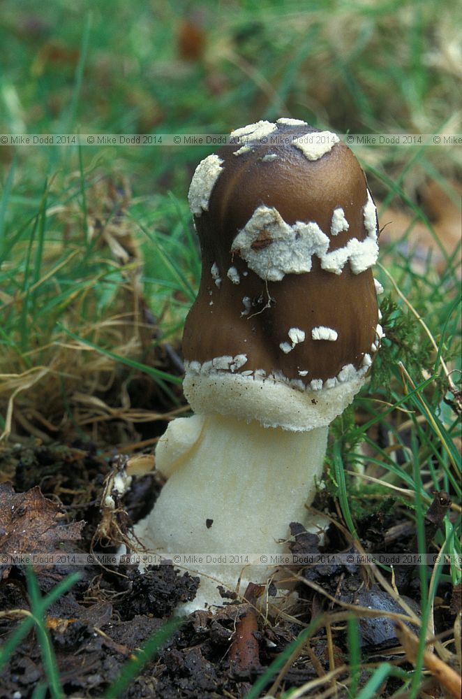 Amanita pantherina Panther cap