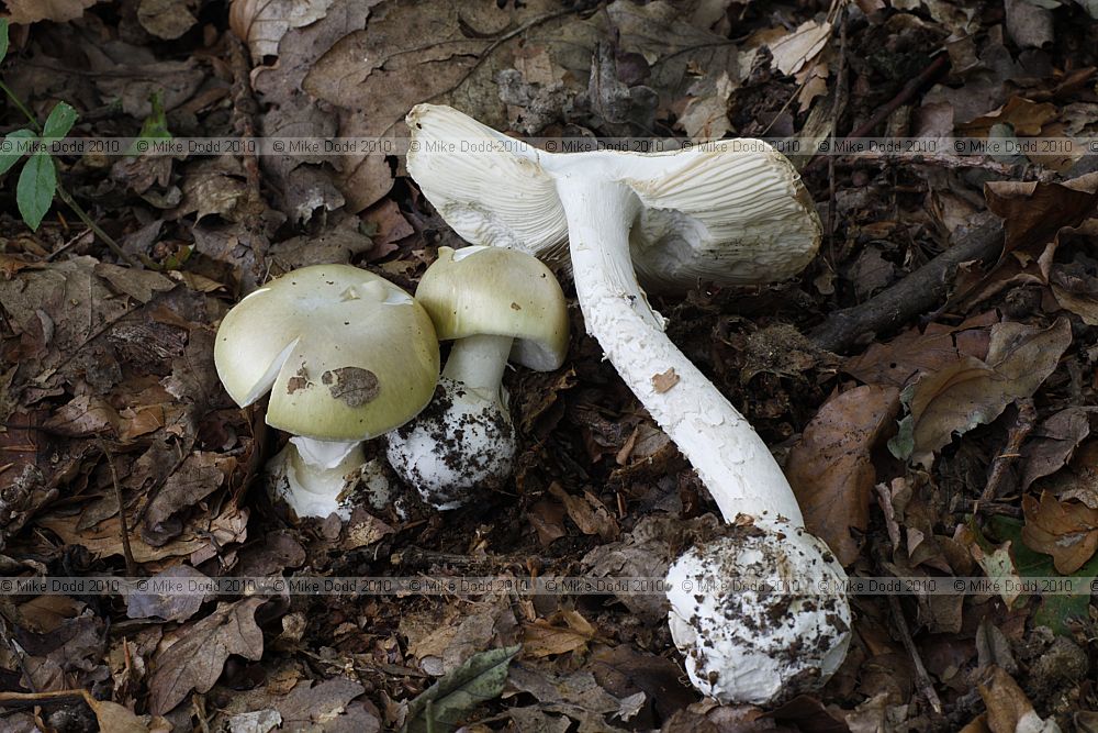 Amanita phalloides Deathcap