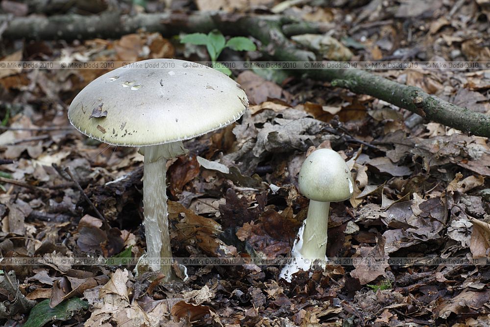 Amanita phalloides Deathcap