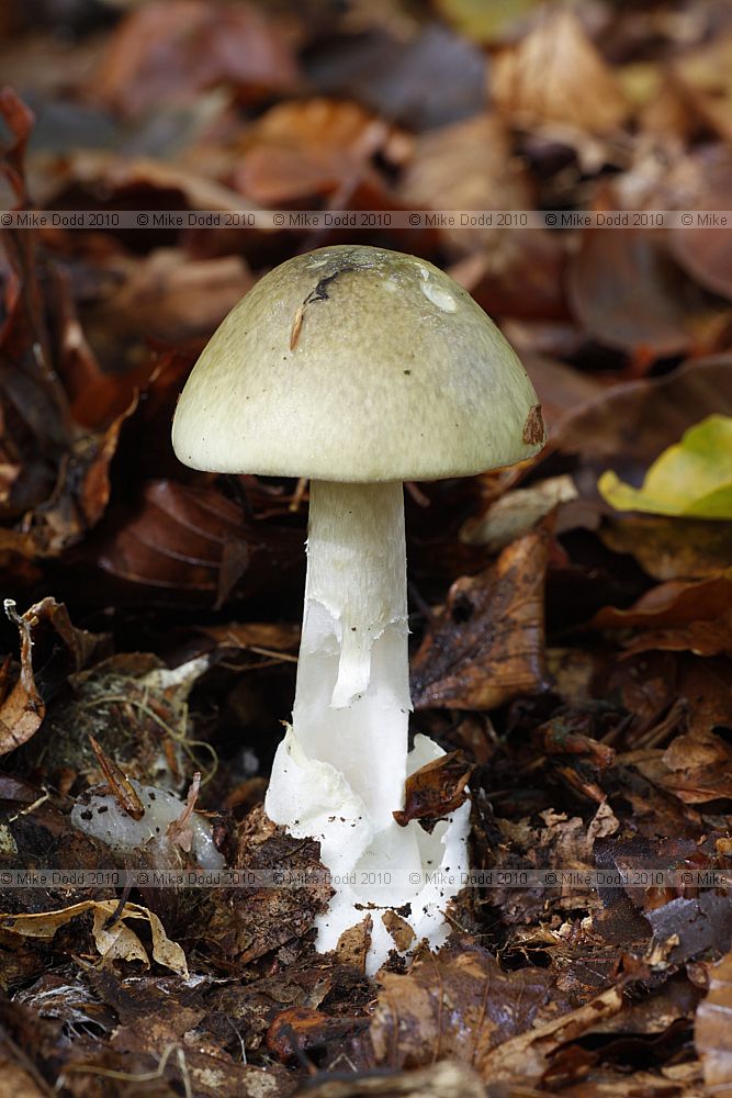 Amanita phalloides Deathcap