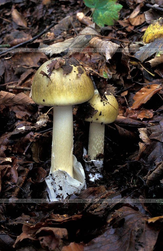 Amanita phalloides Death cap