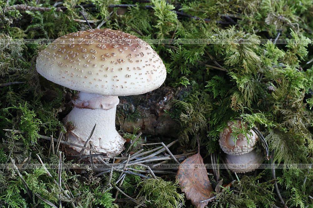 Amanita rubescens The Blusher
