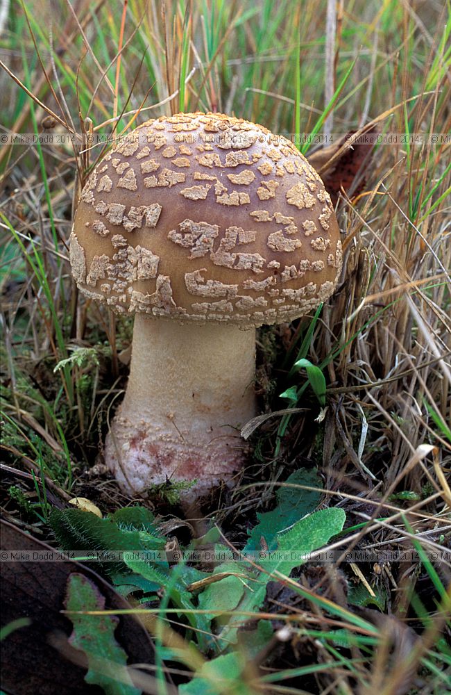Amanita rubescens Blusher