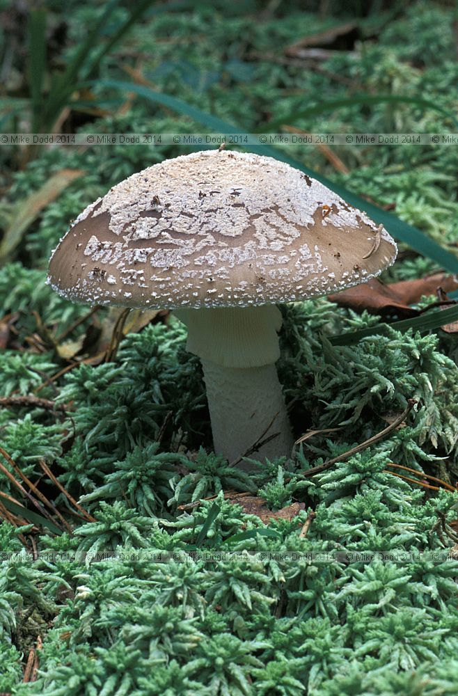 Amanita spissa Grey spotted Amanita