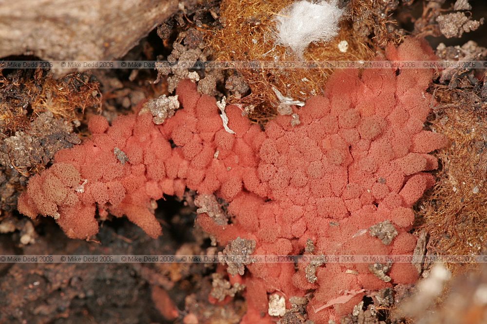 Arcyria denudata Slime mould Myxomycetes