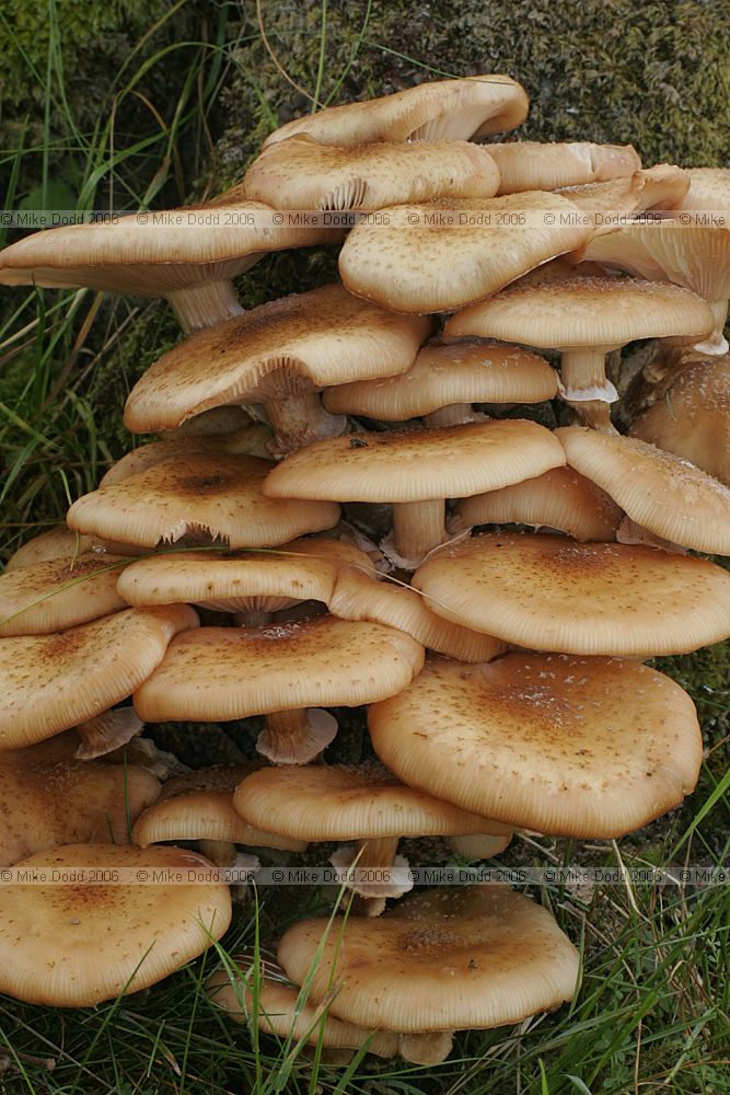 Armillaria mellea Honey Fungus