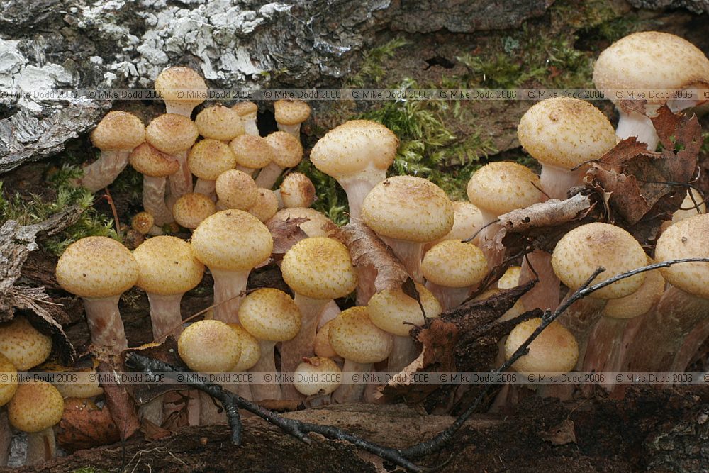 Armillaria mellea Honey Fungus