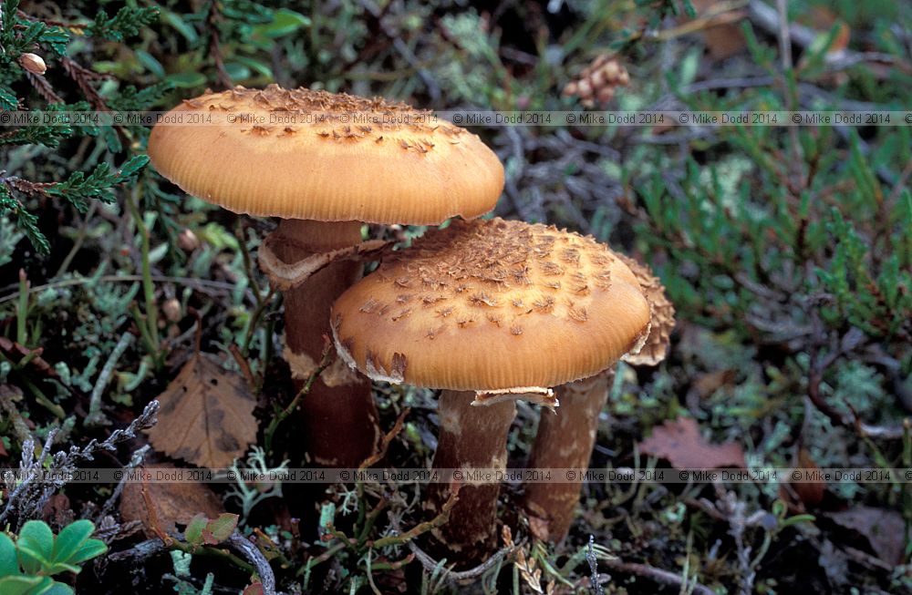Armillaria mellea borealis