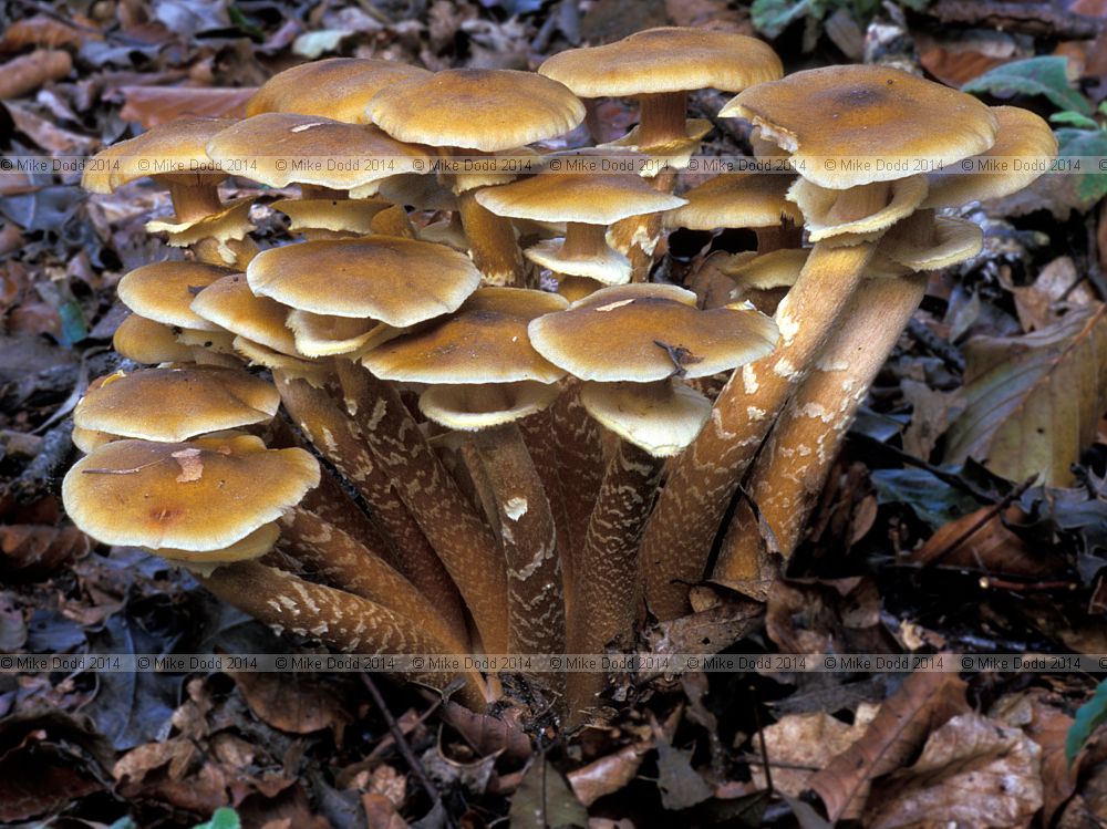 Armillaria mellea Honey fungus