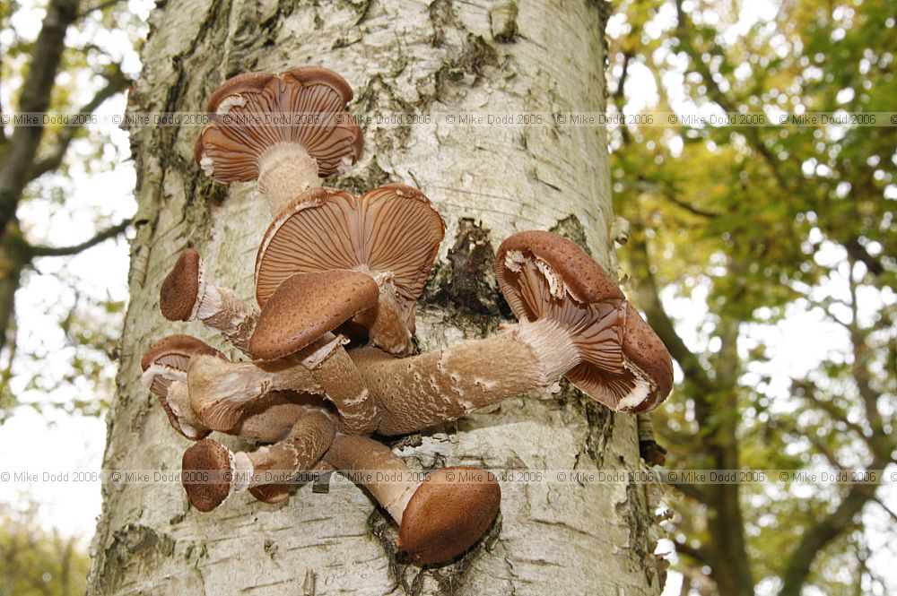Armillaria ostoyae Dark Honey Fungus