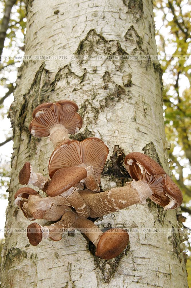 Armillaria ostoyae Dark Honey Fungus
