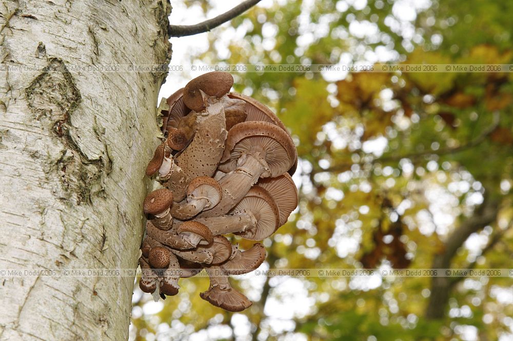 Armillaria ostoyae Dark Honey Fungus