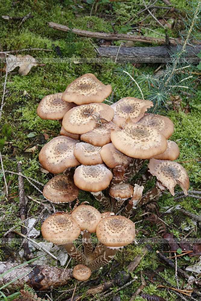 Armillaria ostoyae Dark Honey Fungus