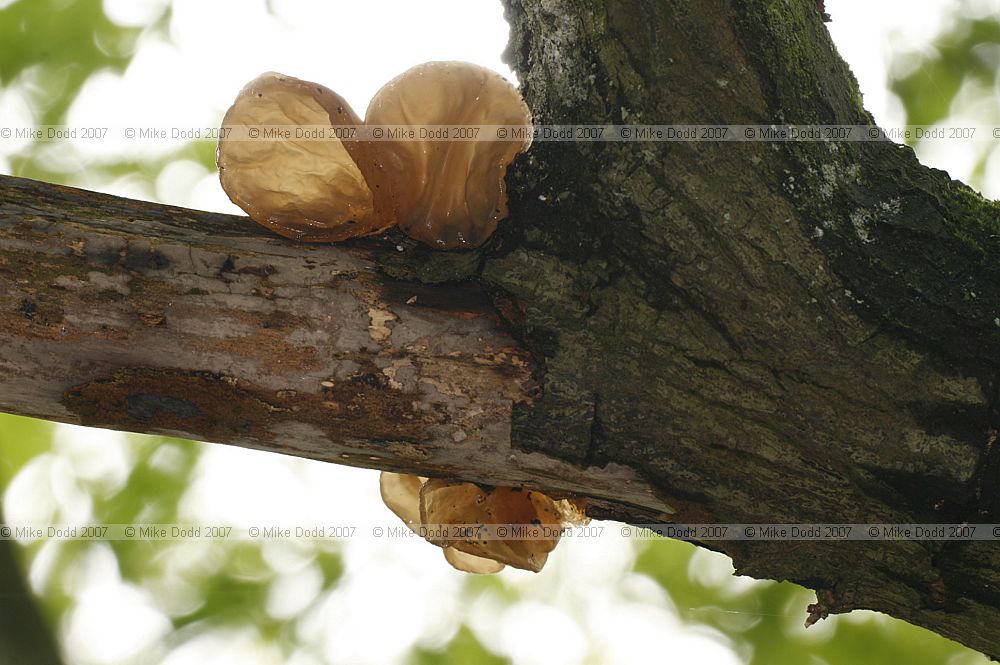Auricularia auricula-judae Jelly Ear