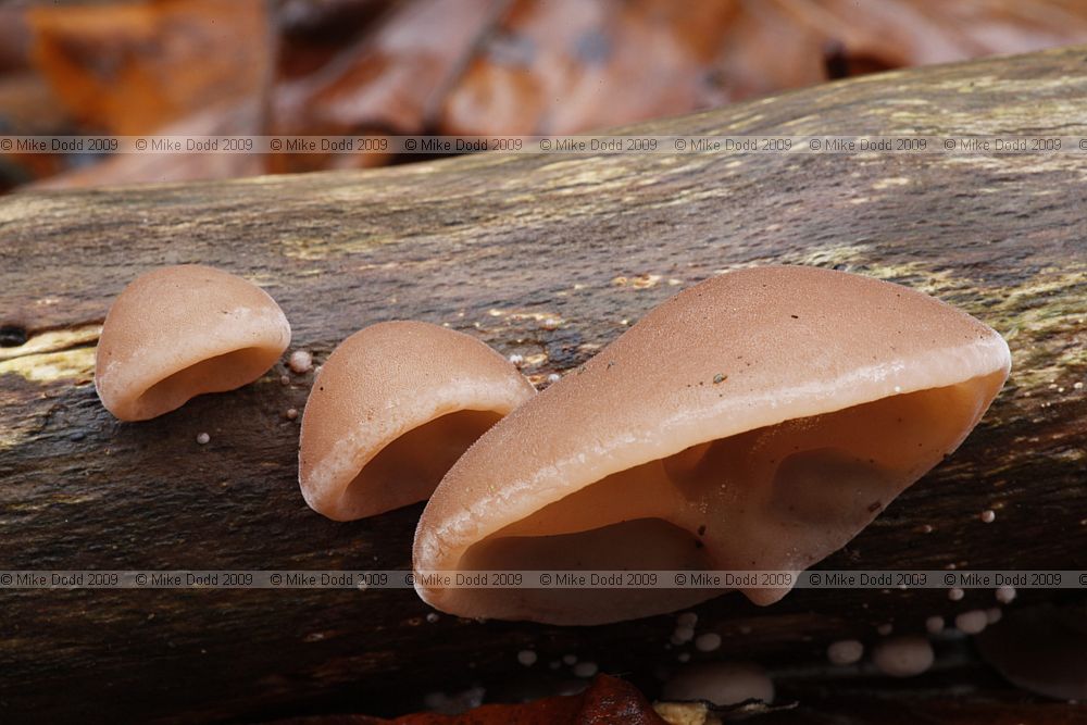 Auricularia auricula-judae Jelly Ear