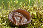 Auricularia auricula-judae jelly ear fungus