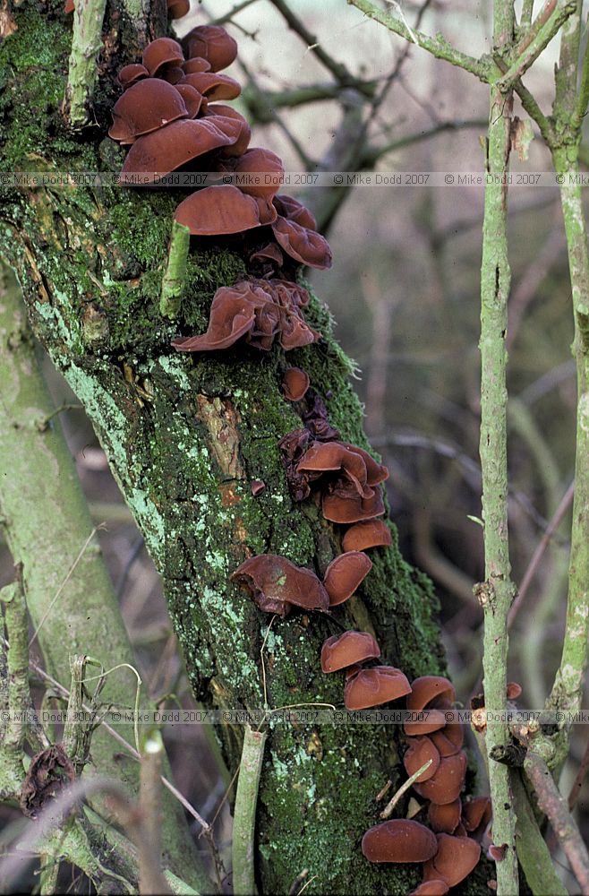 Auricularia auricula Ear fungus Jews ear Jelly ear