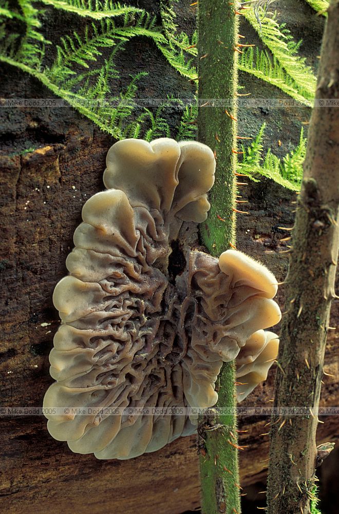 Auricularia mesenterica Tripe Fungus