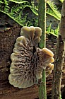 Auricularia mesenterica Tripe Fungus