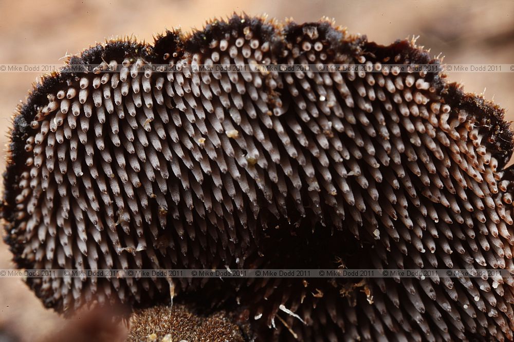 Auriscalpium vulgare Earpick Fungus showing spines under cap