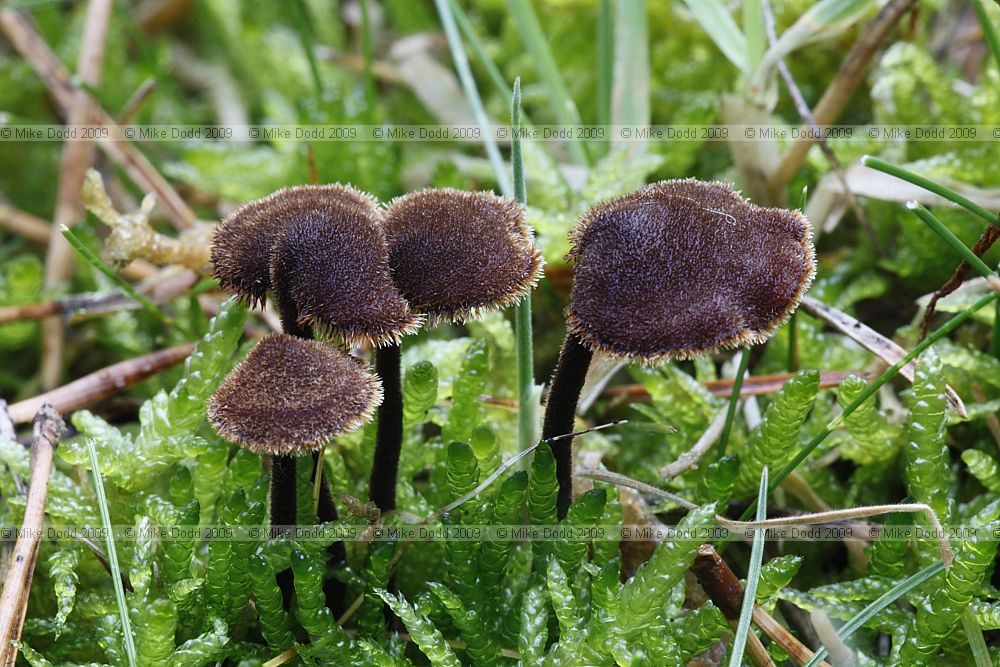 Auriscalpium vulgare Earpick Fungus