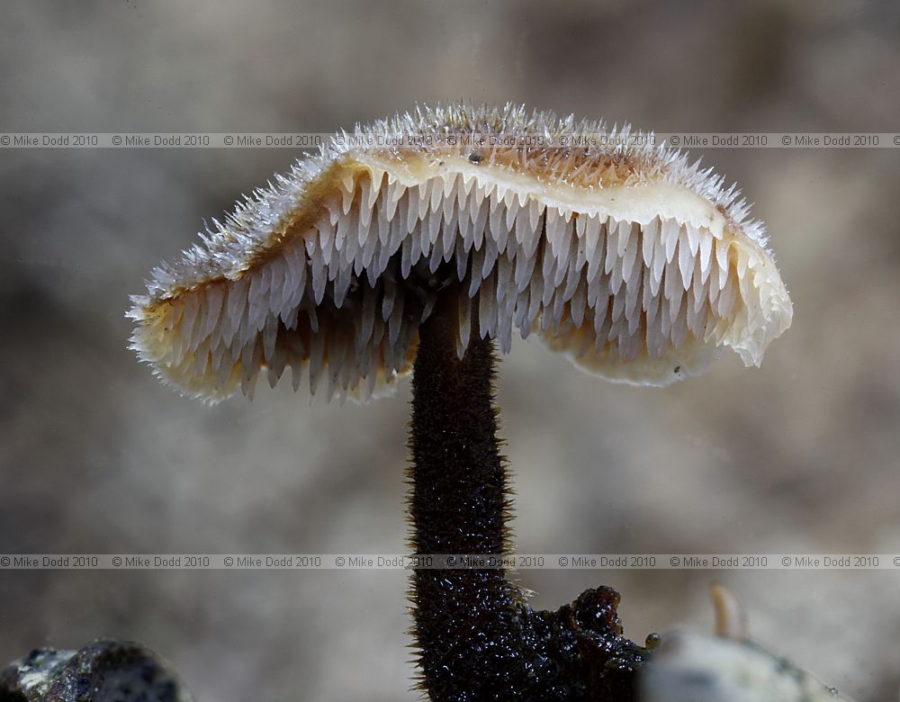 Auriscalpium vulgare Earpick Fungus