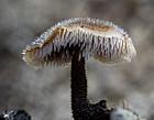 Auriscalpium vulgare Earpick Fungus