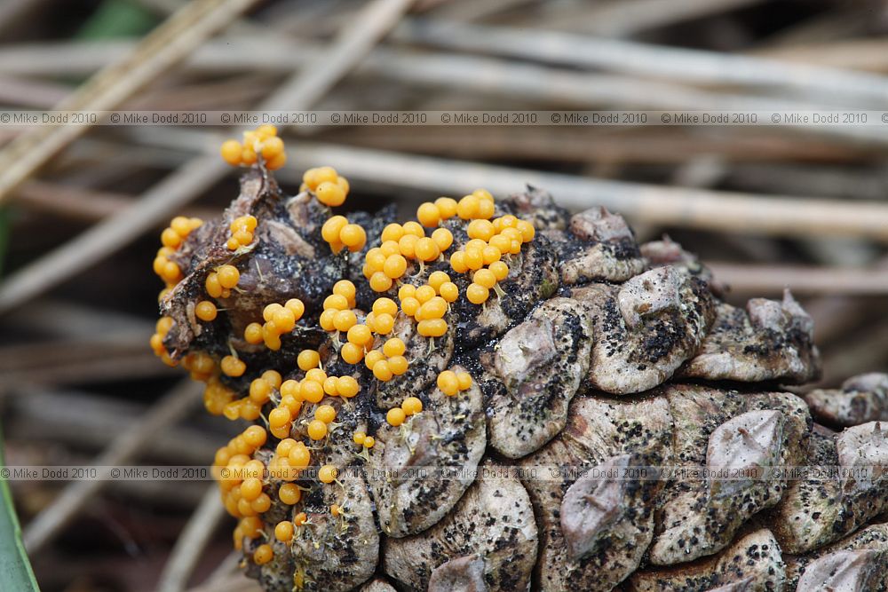 Badhamia foliicola (?)
