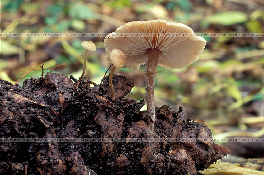 Baeospora myosura Conifer cone cap