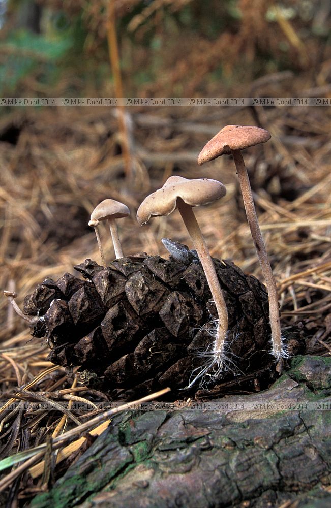 Baeospora myosura Conifer cone cap