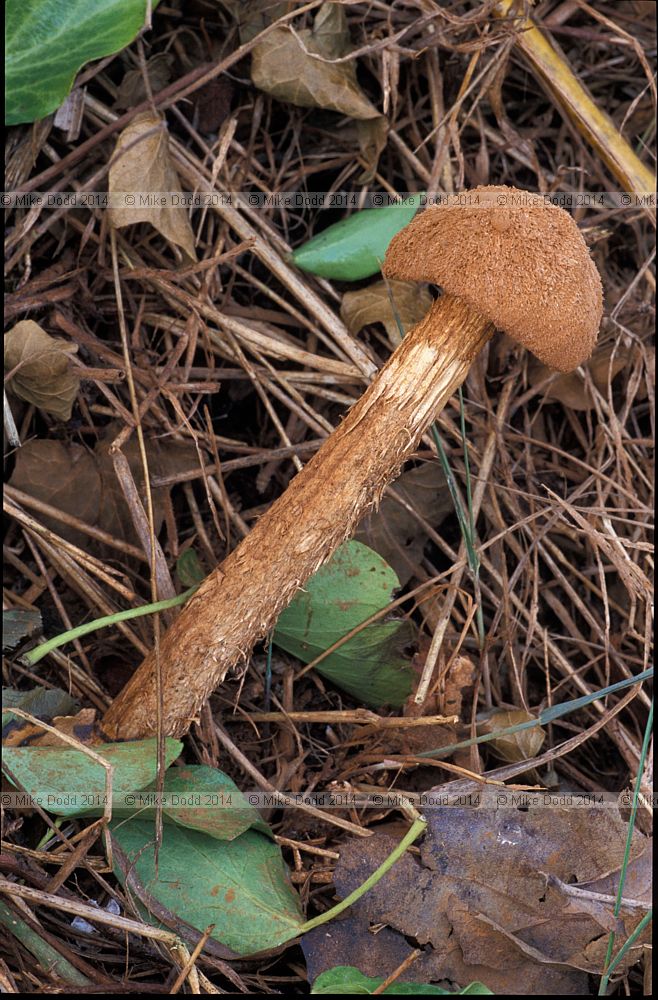 Battarea phalloides Sandy Stiltball