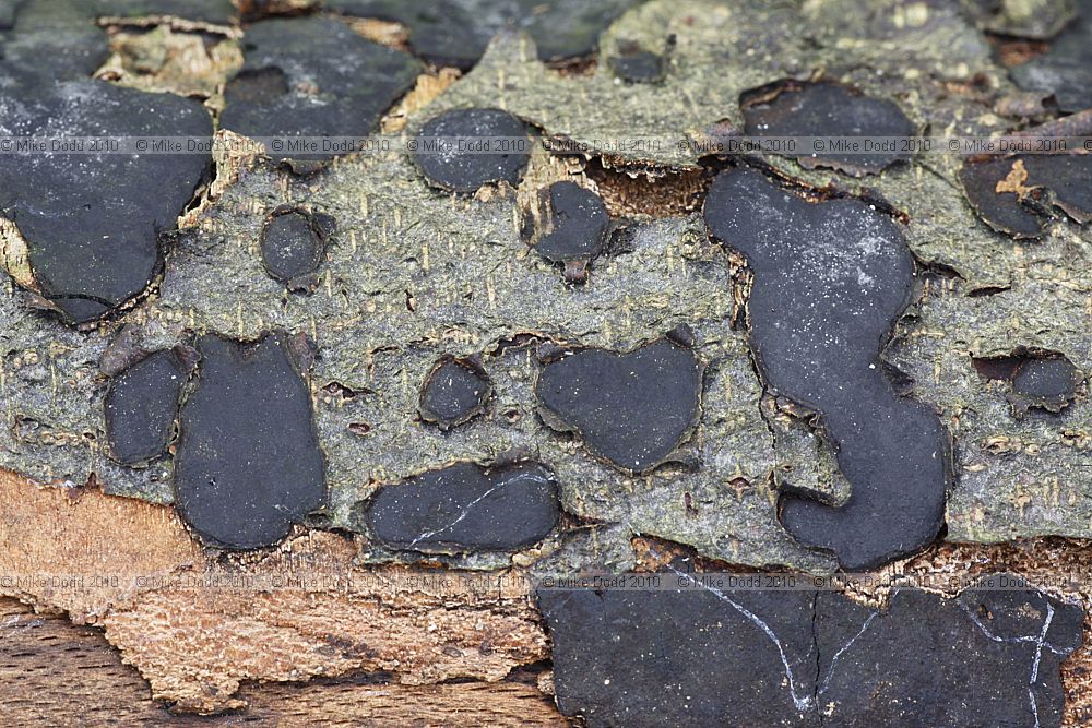 Biscogniauxia nummularia Beech Tarcrust