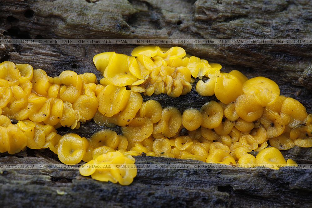 Bisporella citrina Lemon Disco (?)