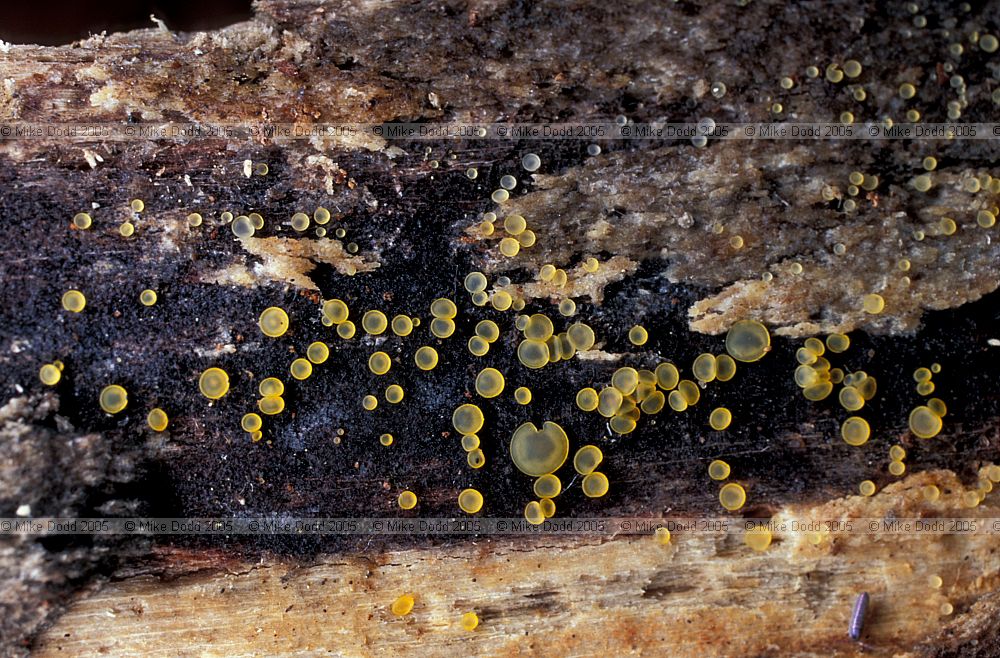 Bisporella citrina Lemon Disco