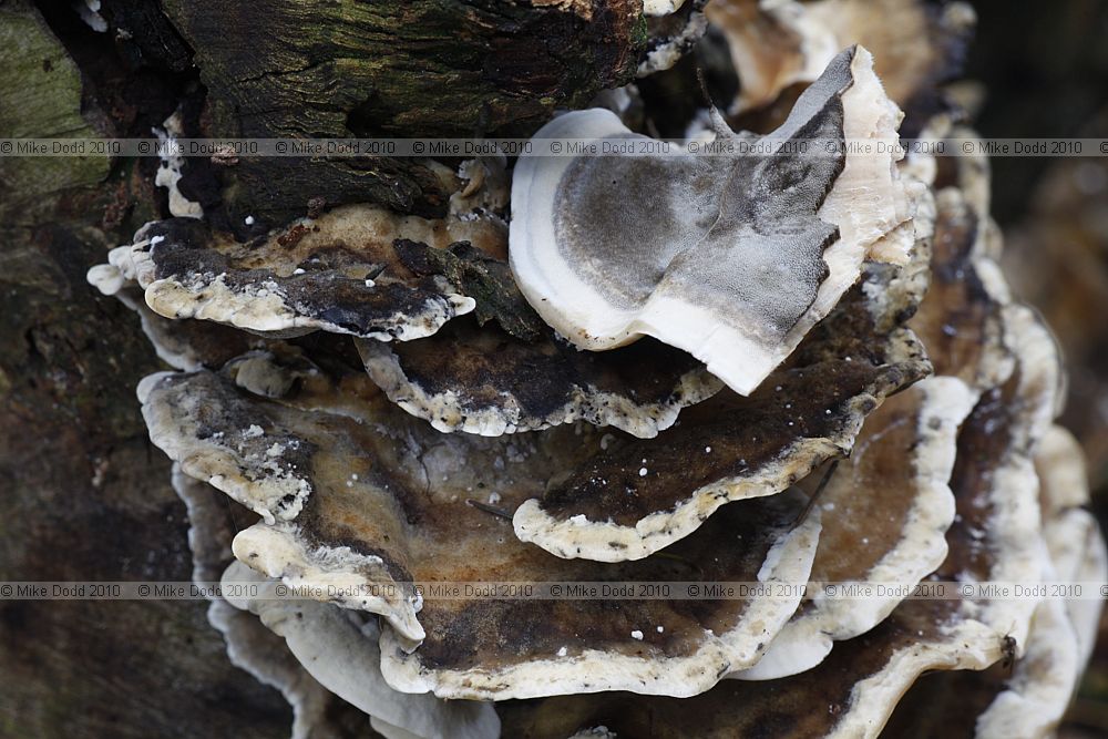 Bjerkandera adusta Smoky Bracket
