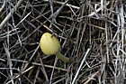 Bolbitius titubans Yellow Fieldcap