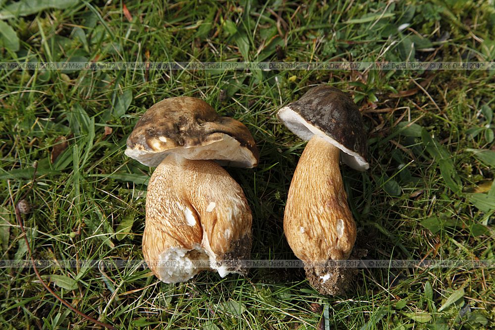Boletus aereus
