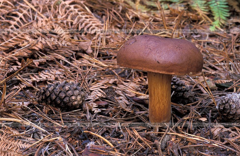Boletus badius  Bay bolete Xerocomus badius
