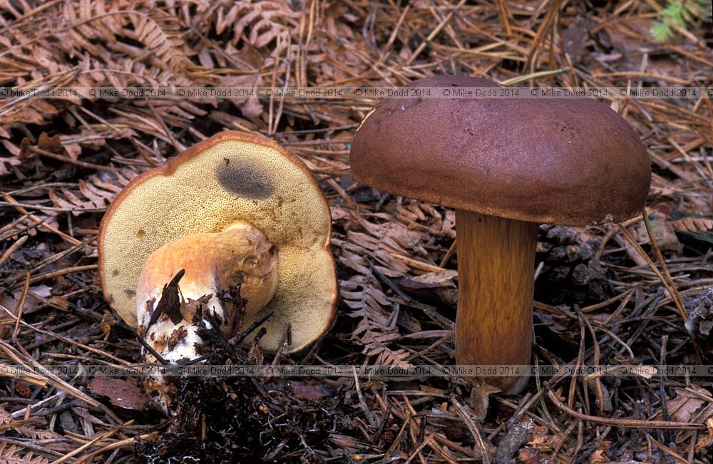 Boletus badius  Bay bolete Xerocomus badius