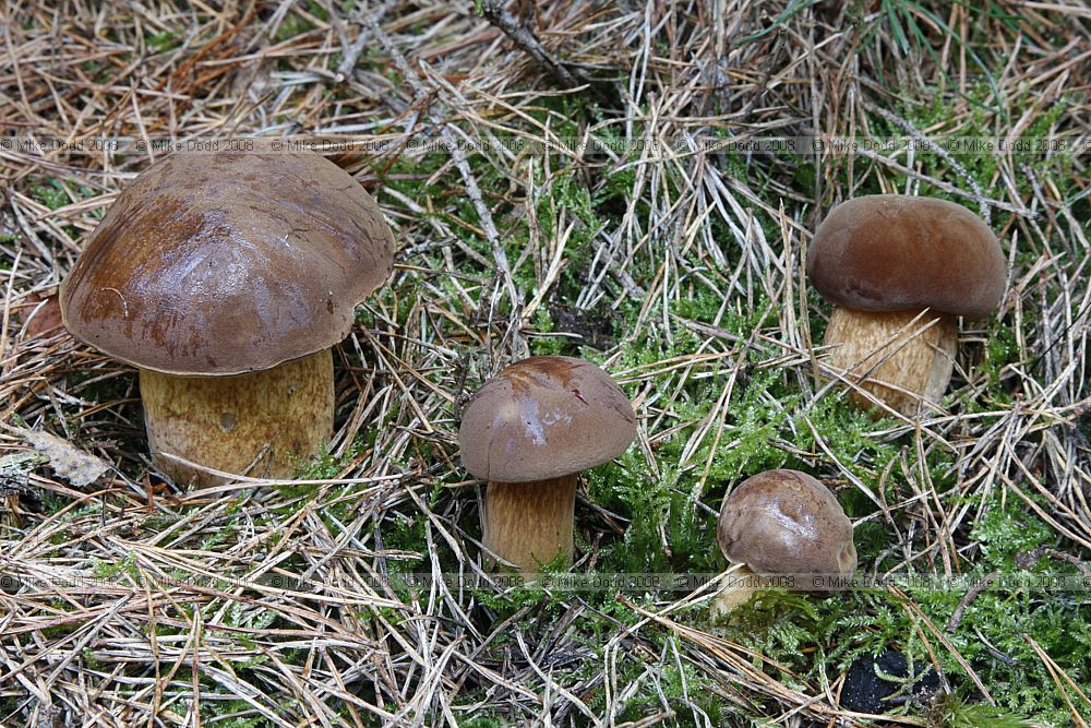 Boletus badius Bay Bolete