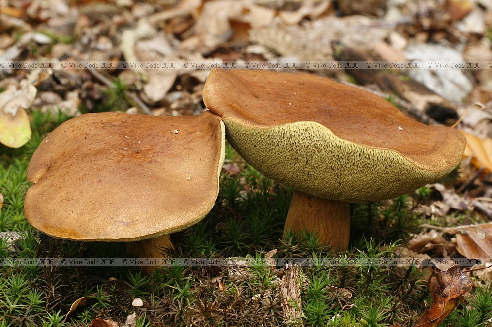 Boletus badius Bay Boletus Xerocomus badius
