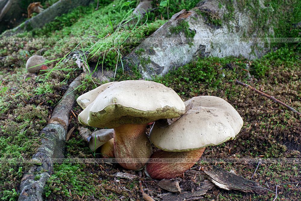 Boletus calopus Bitter beech bolete