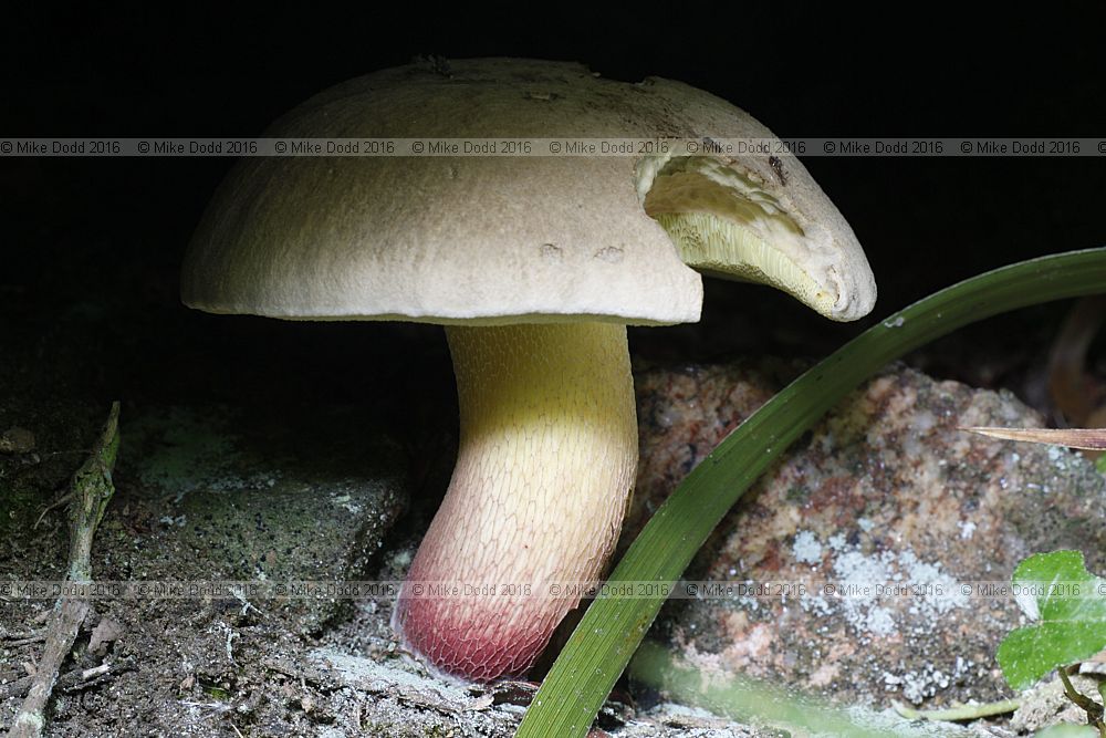 Boletus calopus Bitter beech bolete