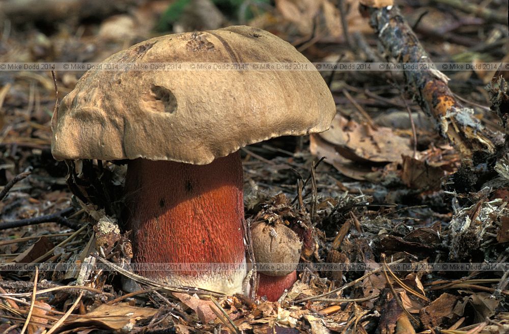 Boletus calopus Bitter beech bolete