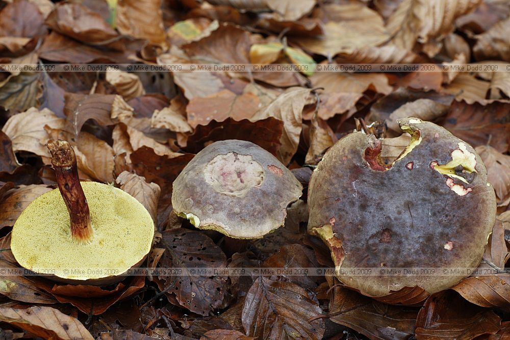 Boletus chrysenteron Red Cracking Bolete