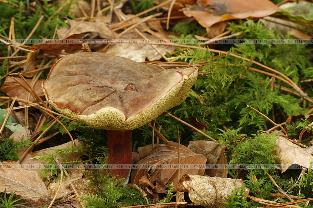 Boletus chrysenteron Red cracking boletus