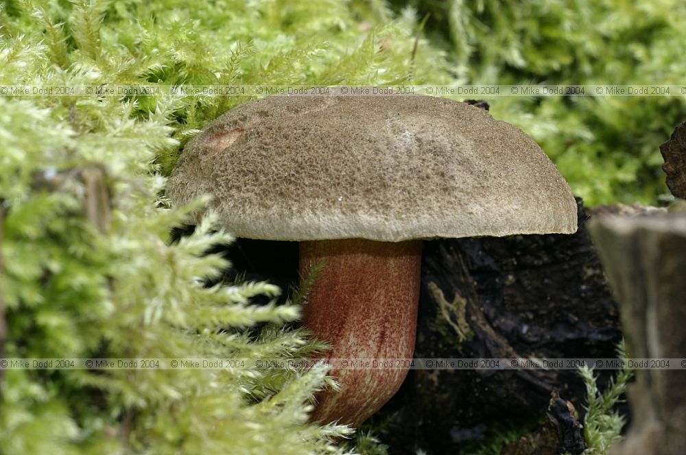 Xercomus chrysenteron syn Boletus chrysenteron Red-cracking boletus